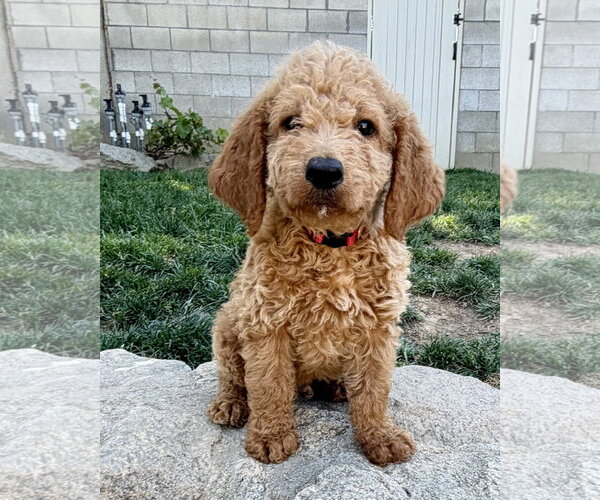 Medium Photo #2 Goldendoodle Puppy For Sale in Corona, CA, USA