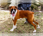 Small #4 Boxer