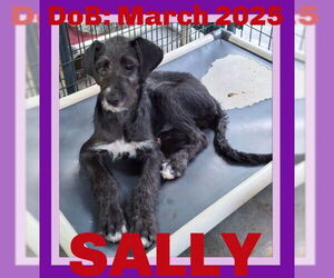 Medium Irish Wolfhound Mix
