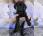 Small Photo #2 German Shorthaired Pointer Puppy For Sale in MCKINNEY, TX, USA