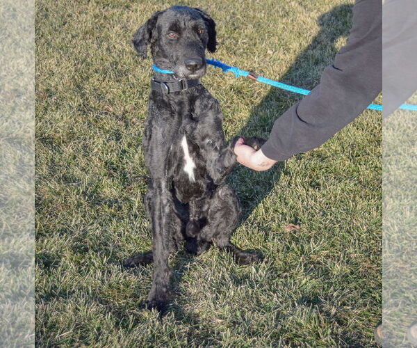 Medium Photo #5 Poodle (Standard)-Unknown Mix Puppy For Sale in Huntley, IL, USA