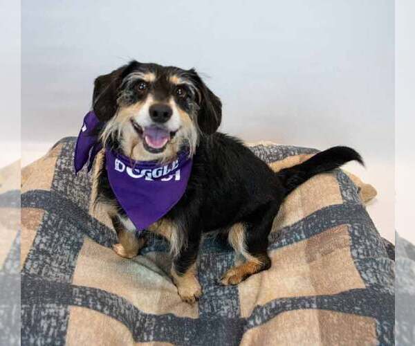 Medium Photo #6 Dachshund-Unknown Mix Puppy For Sale in Kennesaw, GA, USA