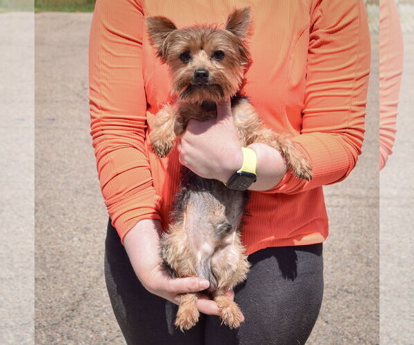 Medium Photo #3 Mutt Puppy For Sale in Huntley, IL, USA