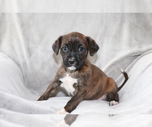 Boxer-Cavalier King Charles Spaniel Mix Puppy for sale in SHILOH, OH, USA