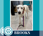 Small #1 Labrador Retriever Mix
