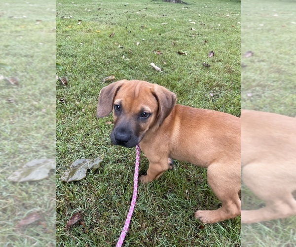 Medium Photo #3 Redbone Coonhound Puppy For Sale in DEXTER, MO, USA