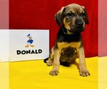 Small Photo #4 Mutt Puppy For Sale in New Oxford , PA, USA