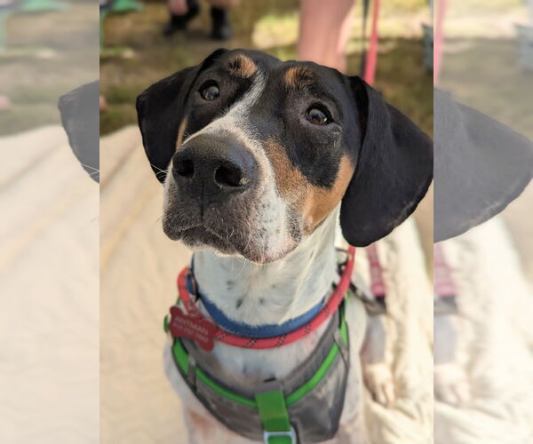 Medium Photo #3 American Foxhound-Beagle Mix Puppy For Sale in Holly Springs, NC, USA