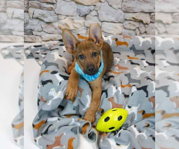 Medium Photo #6 German Shepherd Dog-Unknown Mix Puppy For Sale in Kennesaw, GA, USA
