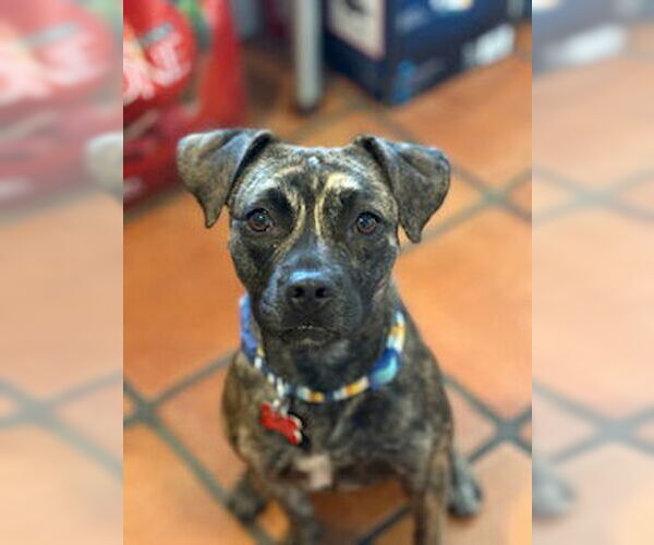 Medium Photo #6 Pug-Whippet Mix Puppy For Sale in San Diego, CA, USA