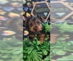 Small Photo #11 Yorkshire Terrier Puppy For Sale in AKRON, OH, USA