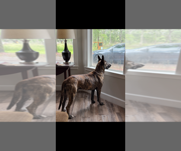 Medium Photo #2 - Mix Puppy For Sale in Imlay City, MI, USA
