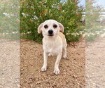 Small Photo #3 Chiweenie Puppy For Sale in PIPE CREEK, TX, USA