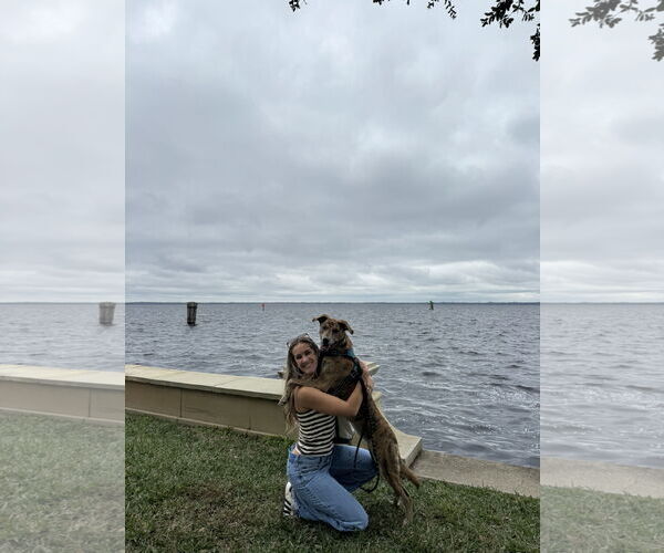 Medium Photo #2 Labrador Retriever-Plott Hound Mix Puppy For Sale in Sanford, FL, USA