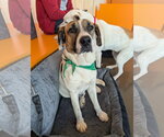 Small #2 Treeing Walker Coonhound Mix