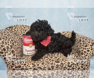 Maltese-Poodle (Toy) Mix Puppy for sale in SANGER, TX, USA