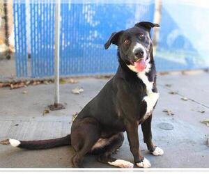 Shepradors Dogs for adoption in Chula Vista, CA, USA