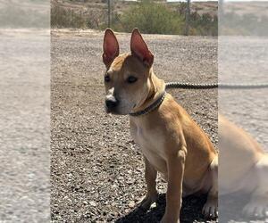 Australian Kelpie Dogs for adoption in Globe, AZ, USA