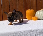 Small #12 French Bulldog