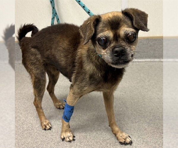 Medium Photo #2 Pug-Unknown Mix Puppy For Sale in Rancho Cucamonga, CA, USA