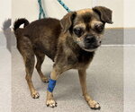 Small #1 Pug Mix