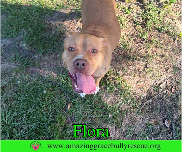 Medium Photo #4 American Pit Bull Terrier-Unknown Mix Puppy For Sale in Milton, FL, USA
