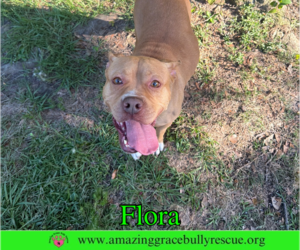 Flora - Female American Pit Bull Terrier-Unknown Mix Dog for Adoption - Photo #4