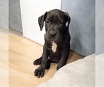 Puppy Rascal Great Dane