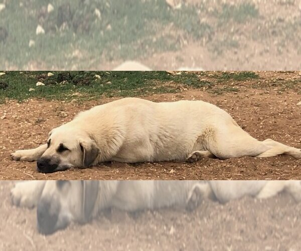 Medium Photo #1 Mutt Puppy For Sale in San Antonio, TX, USA