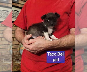 Rat Terrier-Unknown Mix Dogs for adoption in Aurora, IN, USA