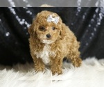 Small Photo #33 Poodle (Toy) Puppy For Sale in WARSAW, IN, USA