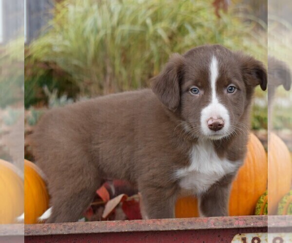 Medium Photo #1 Collie Puppy For Sale in PAXINOS, PA, USA