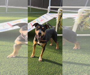 Rottweiler-Unknown Mix Dogs for adoption in Calgary, Alberta, Canada