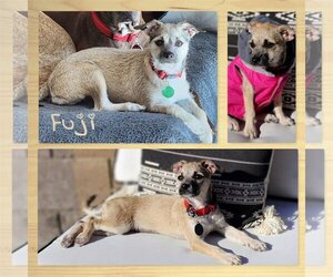 Daug Dogs for adoption in Phoenix, AZ, USA
