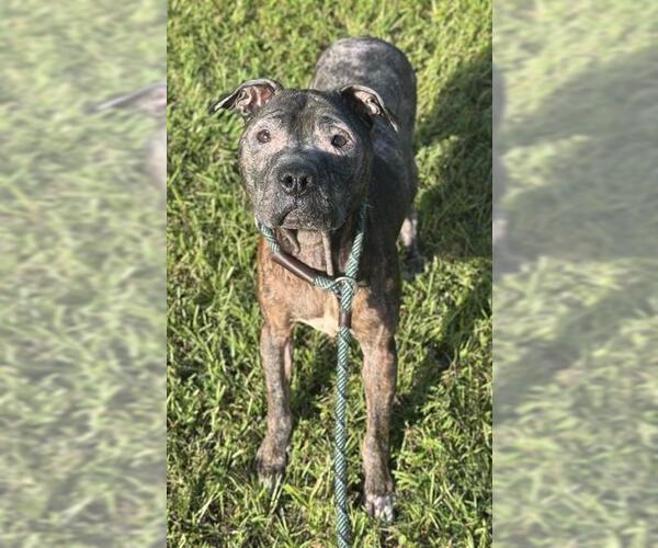 Medium Photo #2 American Staffordshire Terrier Puppy For Sale in Fort Lauderdale, FL, USA