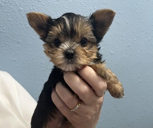 Yorkshire Terrier Puppy for sale in EUSTIS, FL, USA