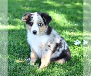 Miniature Australian Shepherd Puppy for sale in REBERSBURG, PA, USA