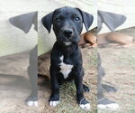 Small #2 Labrador Retriever Mix