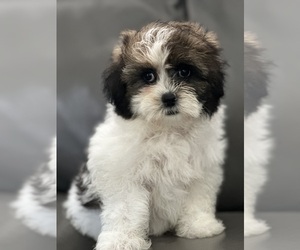 Shih Tzu Puppy for Sale in ELMHURST, Illinois USA