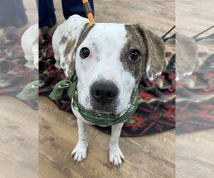 Beagle-Unknown Mix Dogs for adoption in Techny, IL, USA