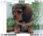 Puppy Rori Dachshund