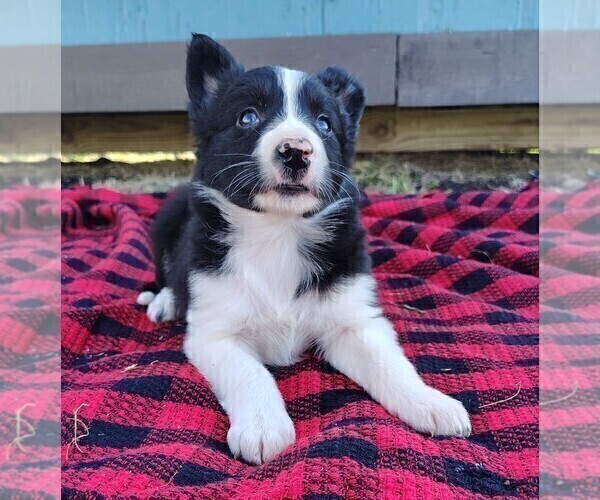 Medium Photo #17 Border Collie Puppy For Sale in NORBORNE, MO, USA