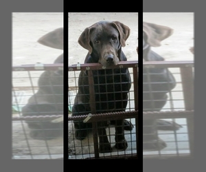 Father of the Labrador Retriever puppies born on 05/03/2025