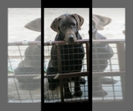 Small Photo #1 Labrador Retriever Puppy For Sale in PITTSBURG, CA, USA