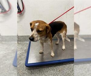 Beagle Dogs for adoption in Houston, TX, USA