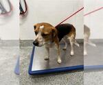 Small Beagle