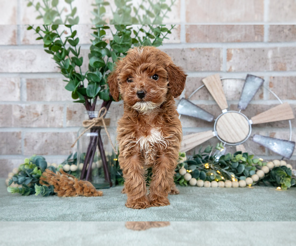 Medium Photo #4 Goldendoodle mix (+ Poodle Miniature) Puppy For Sale in SPENCERVILLE, IN, USA