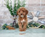 Small Photo #4 Goldendoodle mix (+ Poodle Miniature) Puppy For Sale in SPENCERVILLE, IN, USA