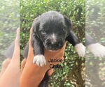 Small #1 Australian Shepherd