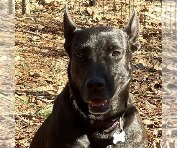 Medium Photo #8 Holland Shepherd-Unknown Mix Puppy For Sale in Rockaway, NJ, USA